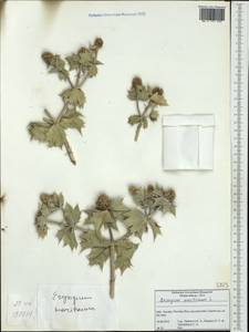 Eryngium maritimum L., Western Europe (EUR) (Italy)