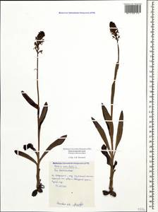 Neotinea ustulata (L.) R.M.Bateman, Pridgeon & M.W.Chase, Caucasus, Black Sea Shore (from Novorossiysk to Adler) (K3) (Russia)