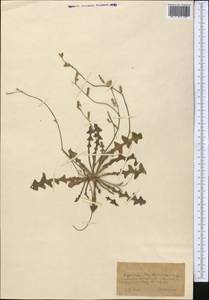 Launaea procumbens (Roxb.) Amin, Middle Asia, Karakum (M6) (Turkmenistan)