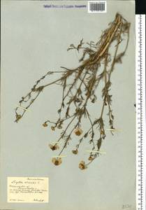 Nigella arvensis L., Eastern Europe, South Ukrainian region (E12) (Ukraine)