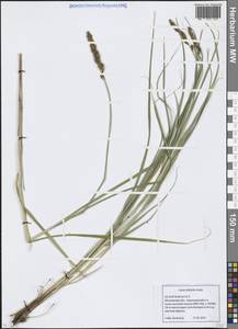 Carex disticha Huds., Eastern Europe, Moscow region (E4a) (Russia)