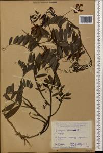 Lathyrus incurvus (Roth)Willd., Caucasus, Dagestan (K2) (Russia)