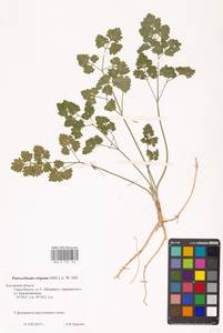 Petroselinum crispum (Mill.) Fuss, Eastern Europe, Central region (E4) (Russia)