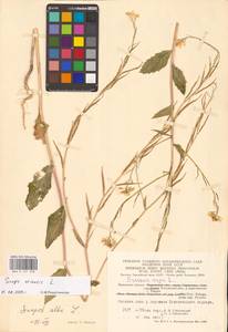 Rhamphospermum arvense (L.) Andrz. ex Besser, Eastern Europe, Central region (E4) (Russia)