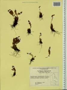 Woodsia ilvensis (L.) R. Br., Siberia, Chukotka & Kamchatka (S7) (Russia)