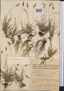 Carex caryophyllea Latourr., Middle Asia, Northern & Central Kazakhstan (M10) (Kazakhstan)