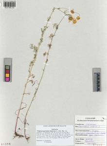 Tripleurospermum inodorum (L.) Sch.-Bip, Siberia, Altai & Sayany Mountains (S2) (Russia)