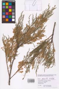 Tamarix gracilis Willd., Middle Asia, Caspian Ustyurt & Northern Aralia (M8) (Kazakhstan)