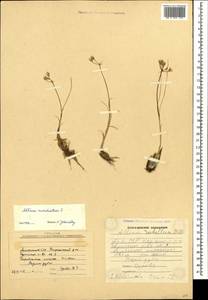 Allium moschatum L., Caucasus, Armenia (K5) (Armenia)