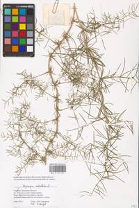 Asparagus verticillatus L., Eastern Europe, South Ukrainian region (E12) (Ukraine)