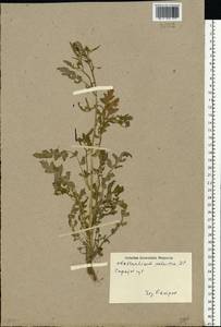 Rorippa palustris (L.) Besser, Eastern Europe, Lower Volga region (E9) (Russia)