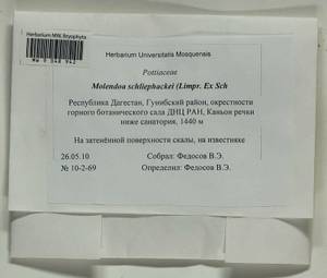 Molendoa schliephackei (Limpr.) R.H. Zander, Bryophytes, Bryophytes - North Caucasus & Ciscaucasia (B12) (Russia)