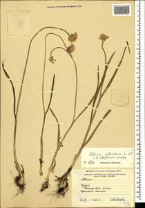 Allium albiflorum Omelczuk, Crimea (KRYM) (Russia)