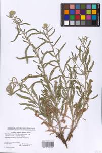 Achillea setacea Waldst. & Kit., Eastern Europe, Eastern region (E10) (Russia)