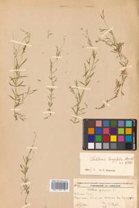 Stellaria longifolia (Regel) Muhl. ex Willd., Siberia, Russian Far East (S6) (Russia)