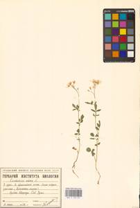 Cardamine amara L., Eastern Europe, Eastern region (E10) (Russia)
