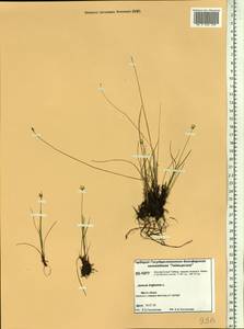 Juncus triglumis L., Siberia, Central Siberia (S3) (Russia)