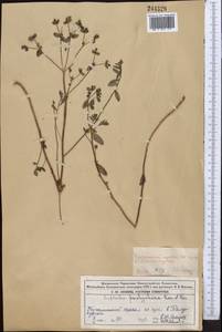 Euphorbia pachyrrhiza Kar. & Kir., Middle Asia, Dzungarian Alatau & Tarbagatai (M5) (Kazakhstan)