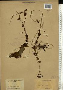Cuscuta epithymum (L.) L., Eastern Europe, North Ukrainian region (E11) (Ukraine)