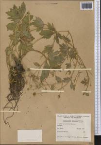 Ranunculus macounii Britton, America (AMER) (Canada)