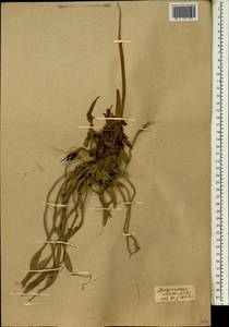 Siphonochilus aethiopicus (Schweinf.) B.L.Burtt, Africa (AFR) (Mali)