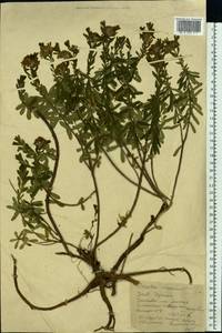 Daphne cneorum L., Eastern Europe, South Ukrainian region (E12) (Ukraine)