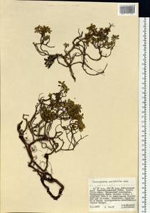 Rhododendron parvifolium Adams, Siberia, Russian Far East (S6) (Russia)