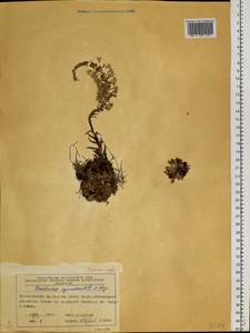 Orostachys spinosa (L.) Mey. ex A. Berger, Siberia, Central Siberia (S3) (Russia)