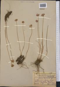 Allium tenuicaule Regel, Middle Asia, Pamir & Pamiro-Alai (M2) (Turkmenistan)