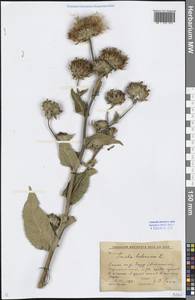 Inula helenium L., Eastern Europe, Rostov Oblast (E12a) (Russia)