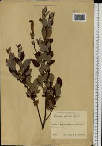 Salix aurita × lapponum × myrtilloides, Eastern Europe, Moscow region (E4a) (Russia)