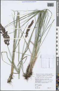 Achnatherum calamagrostis (L.) P.Beauv., Siberia, Baikal & Transbaikal region (S4) (Russia)