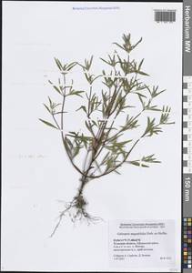 Galeopsis angustifolia Ehrh. ex Hoffm., Eastern Europe, Central region (E4) (Russia)