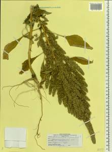 Amaranthus cruentus L., Eastern Europe, Lower Volga region (E9) (Russia)