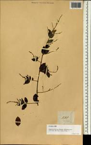 Sageretia thea subsp. thea, South Asia, South Asia (Asia outside ex-Soviet states and Mongolia) (ASIA) (Philippines)