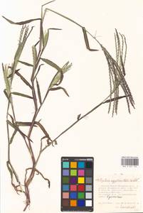 Digitaria sanguinalis (L.) Scop., Eastern Europe, Moscow region (E4a) (Russia)