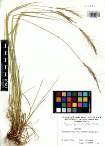 Elymus gmelinii (Trin.) Tzvelev, Siberia, Baikal & Transbaikal region (S4) (Russia)