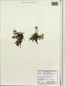 Taraxacum tamarae Kharkev. & Tzvelev, Siberia, Chukotka & Kamchatka (S7) (Russia)