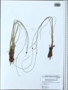 Scirpoides holoschoenus (L.) Soják, Eastern Europe, Central region (E4) (Russia)