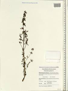 Pedicularis palustris, Eastern Europe, Northern region (E1) (Russia)