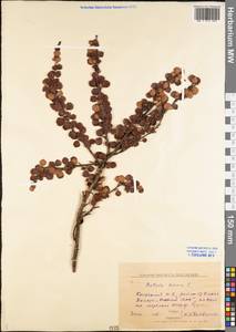 Betula nana L., Eastern Europe, Northern region (E1) (Russia)