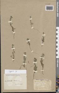 Lappula, Middle Asia, Caspian Ustyurt & Northern Aralia (M8) (Kazakhstan)