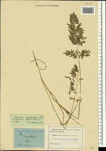 Eragrostis cilianensis (All.) Janch., Crimea (KRYM) (Russia)