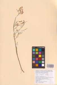 Tamarix gracilis Willd., Eastern Europe, Lower Volga region (E9) (Russia)