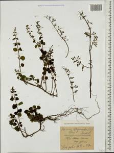 Clinopodium menthifolium, Caucasus, Georgia (K4) (Georgia)