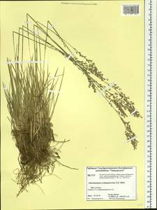 Deschampsia cespitosa subsp. cespitosa, Siberia, Central Siberia (S3) (Russia)