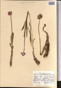 Allium atrosanguineum var. fedschenkoanum (Regel) G.H.Zhu & Turland, Middle Asia, Pamir & Pamiro-Alai (M2) (Tajikistan)