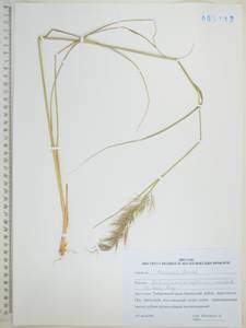 Achnatherum pekinense (Hance) Ohwi, Siberia, Russian Far East (S6) (Russia)