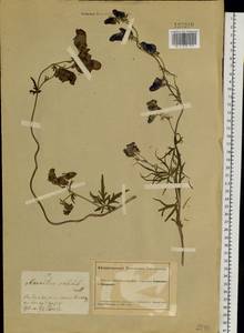 Aconitum villosum Rchb., Siberia, Altai & Sayany Mountains (S2) (Russia)