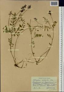 Astragalus norvegicus Grauer, Siberia, Chukotka & Kamchatka (S7) (Russia)